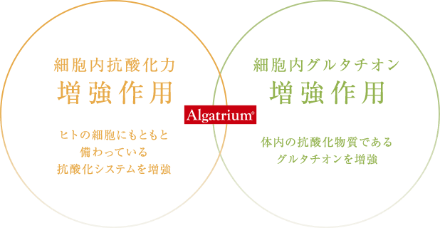 細胞内抗酸化力増強作用。細胞内グルタチオン増強作用